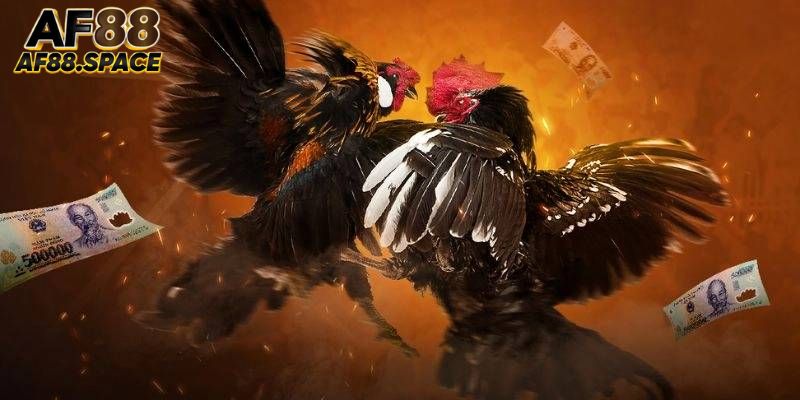 Chơi cá cược đá gà trực tuyến đỉnh cao tại AF88 